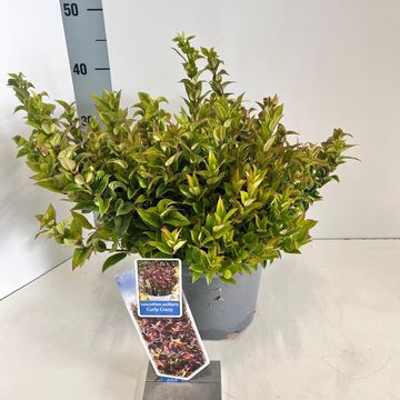 Leucothoe axillaris 'Curly Crazy'