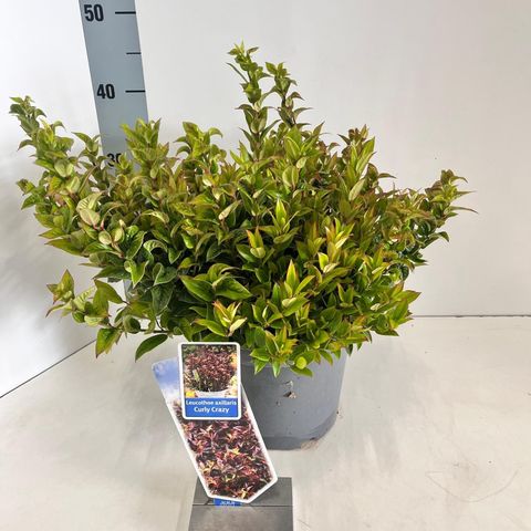 Leucothoe axillaris 'Curly Crazy'