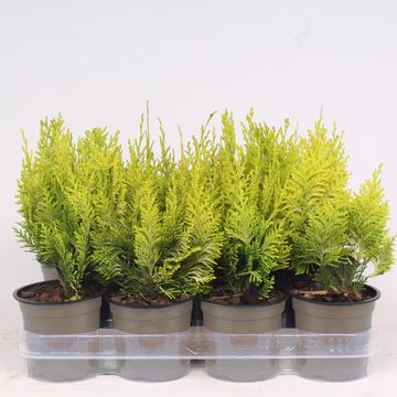 Chamaecyparis lawsoniana 'Ivonne'