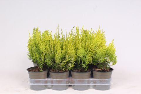 Chamaecyparis lawsoniana 'Ivonne'