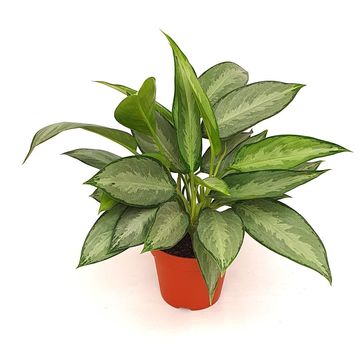 Aglaonema 'Silverado'