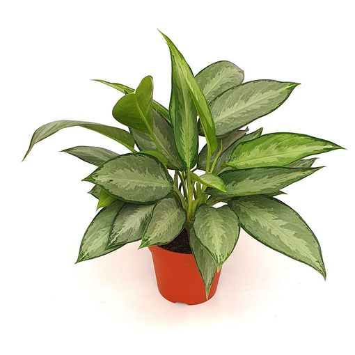 Aglaonema 'Silverado'