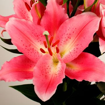 Lilium ORIENTAL HYBRID MIX