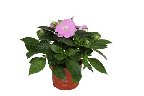Impatiens COLORPOWER VIOLET