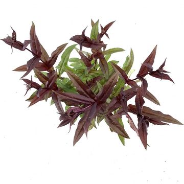 Penstemon digitalis 'Husker Red'