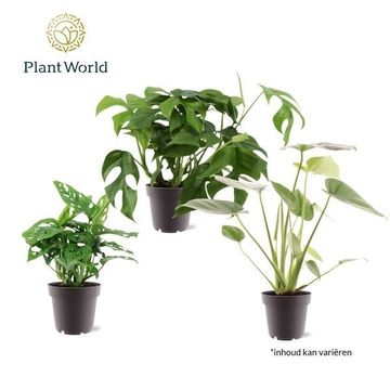 Monstera MIX
