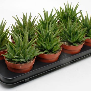 Aloe vera 'Verini'