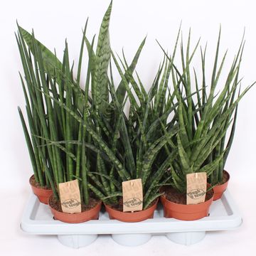 Sansevieria MIX