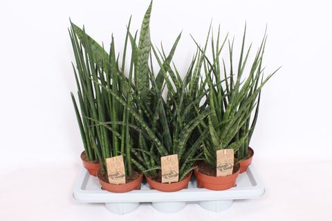 Sansevieria MIX