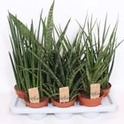 Sansevieria MIX