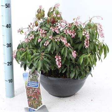 Pieris japonica 'Katsura'