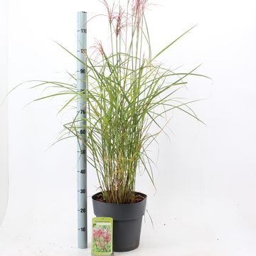 Miscanthus sinensis 'Ferner Osten'