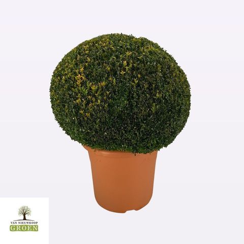 Buxus sempervirens