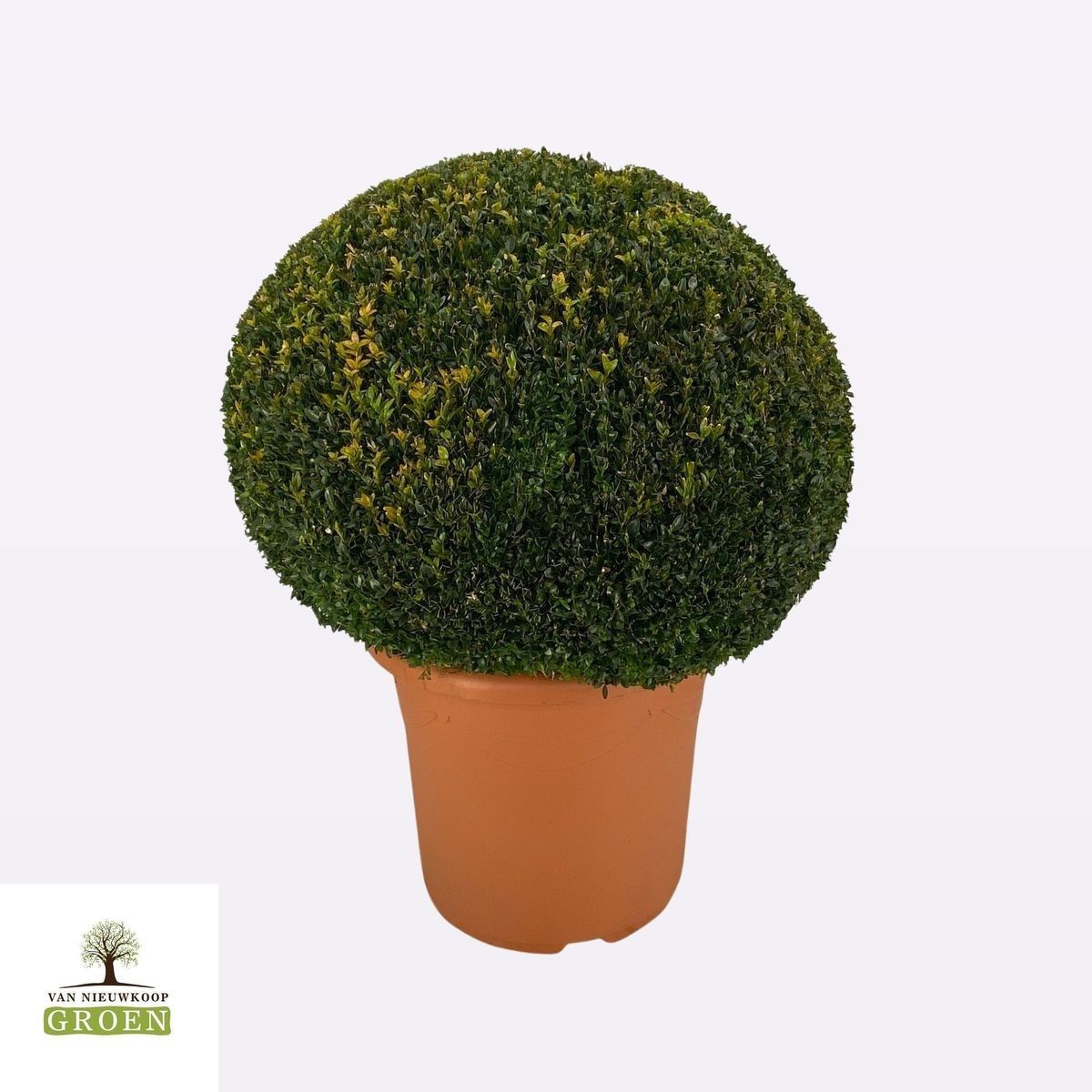 Buxus sempervirens — Plant Wholesale FlorAccess