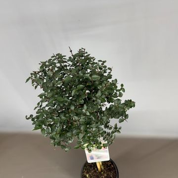 Lonicera nitida GARDEN CLOUDS PURPLE STORM