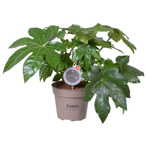 Fatsia japonica