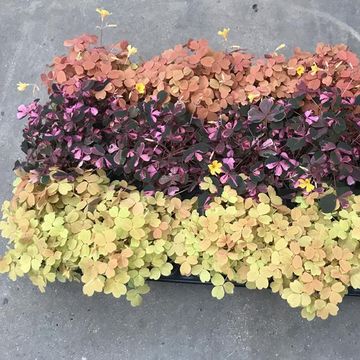 Oxalis MIX