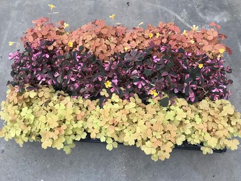 Oxalis MIX