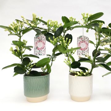Stephanotis floribunda
