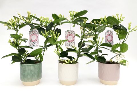 Stephanotis floribunda