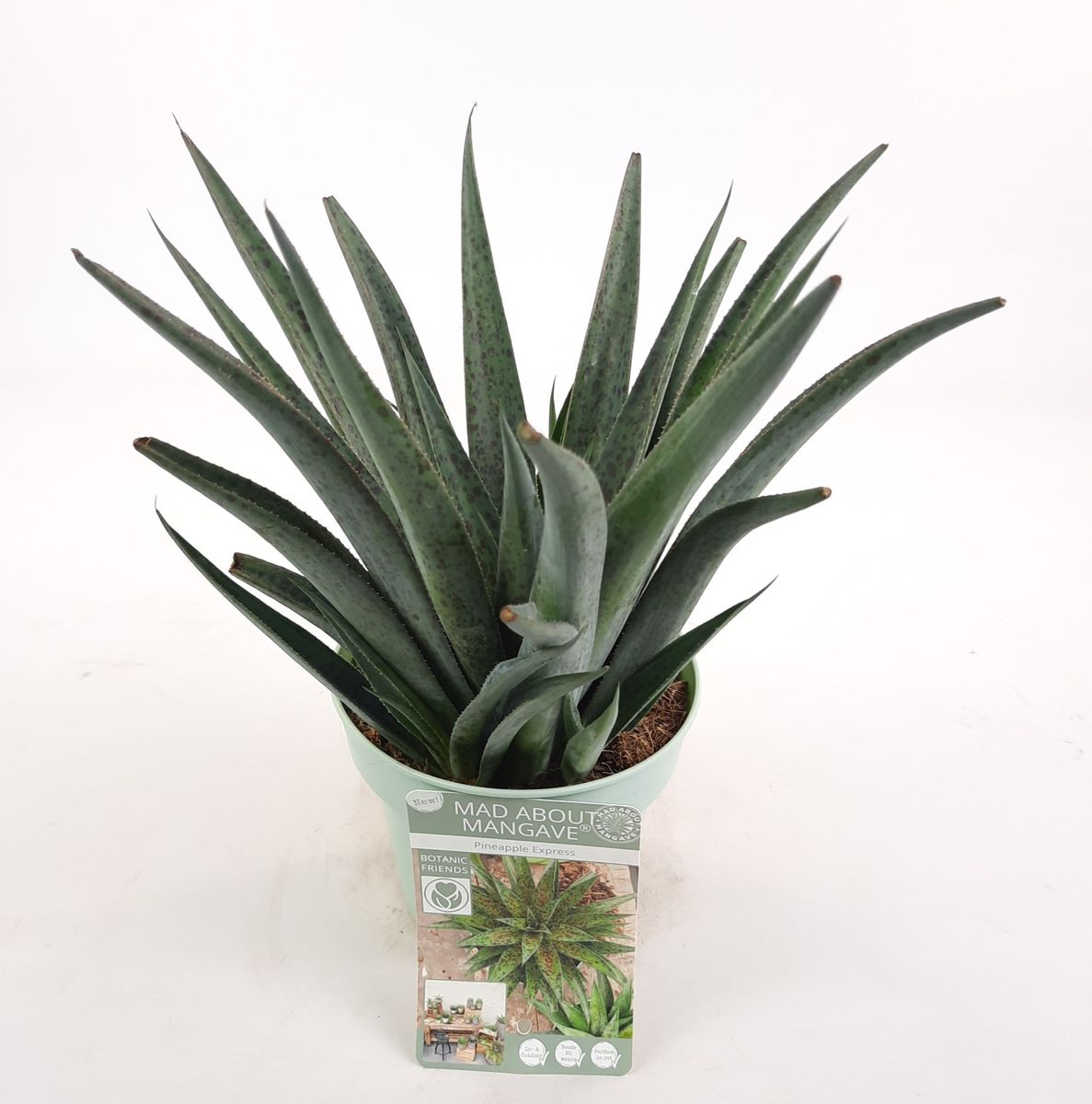 x Mangave 'Pineapple Express' — Plant Wholesale FlorAccess