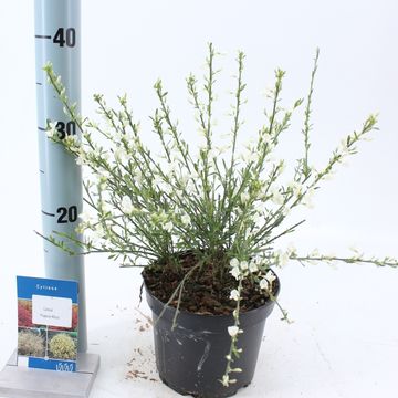 Cytisus x praecox 'Альбус'