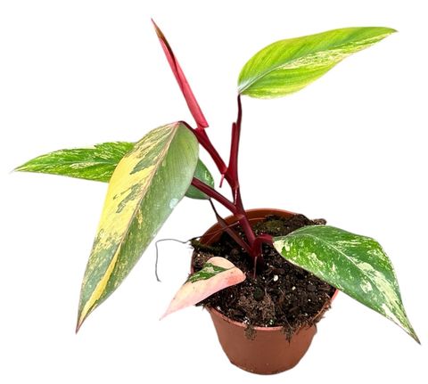 Philodendron 'Strawberry Shake'