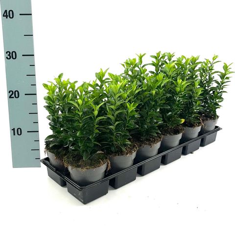 Euonymus japonicus 'Green Spire'