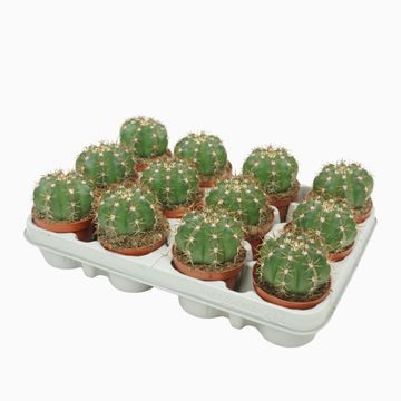 Melocactus matanzanus