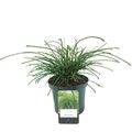 Thuja plicata 'Whipcord'