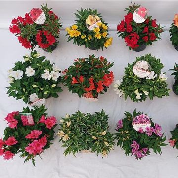 Alstroemeria INTICANCHA MIX