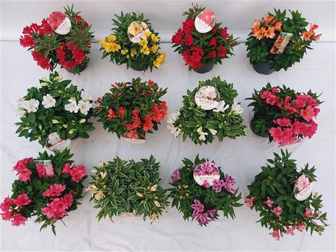 Alstroemeria INTICANCHA MIX