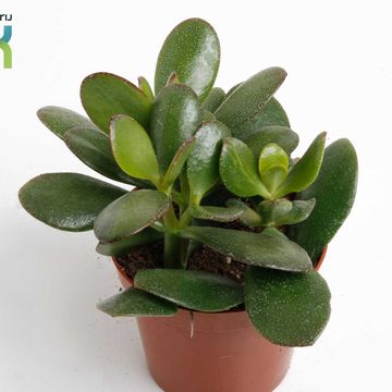 Crassula ovata