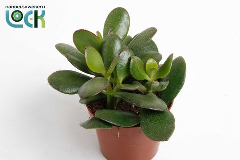 Crassula ovata