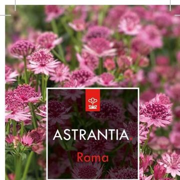 Astrantia major 'Roma'
