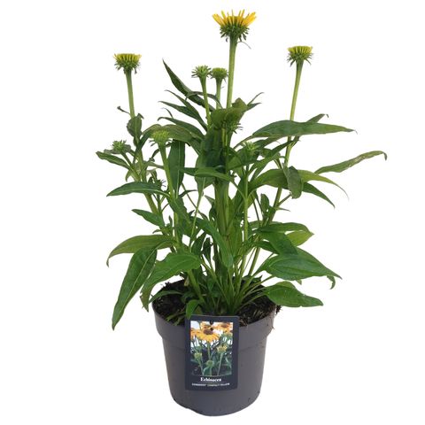 Echinacea SOMBRERO COMPACT YELLOW