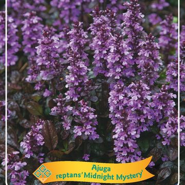 Ajuga reptans MIDNIGHT MYSTERY