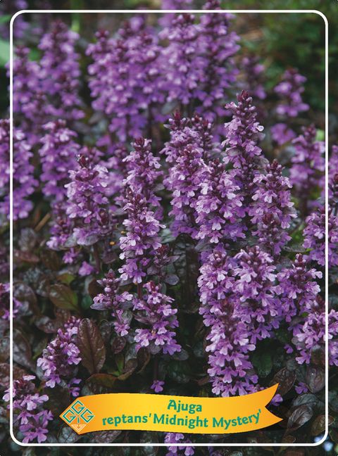 Ajuga reptans MIDNIGHT MYSTERY
