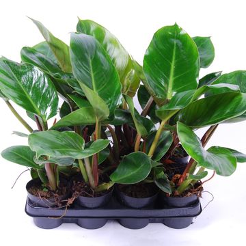 Filodendron melinonii