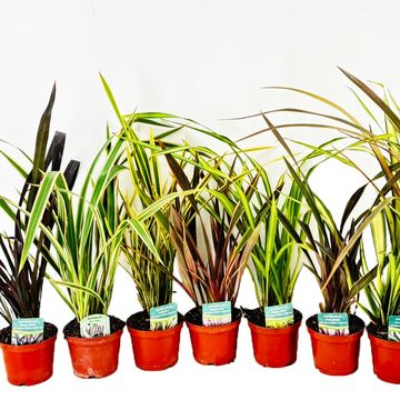 Phormium tenax MIX
