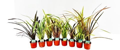 Phormium tenax MIX