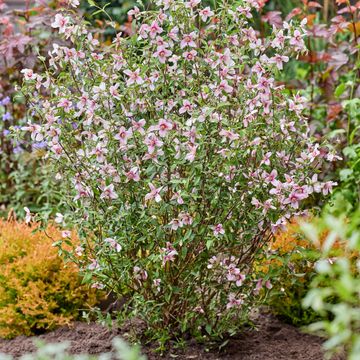 Philadelphus coronarius PETITE PERFUME PINK