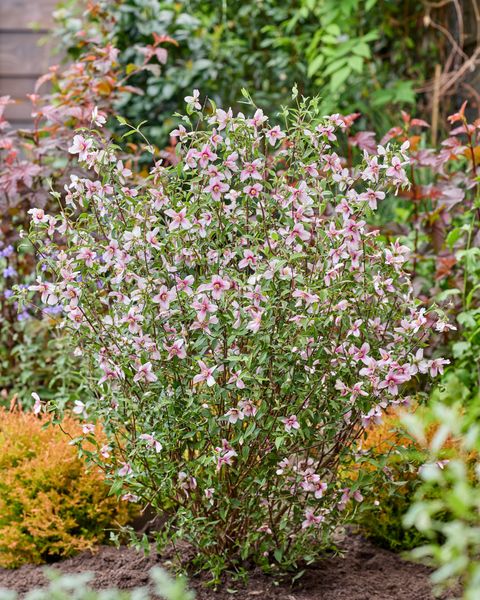 Philadelphus coronarius PETITE PERFUME PINK