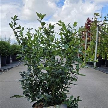 Sarcococca confusa