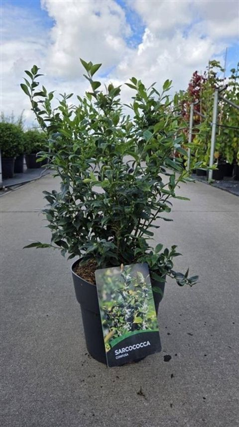 Sarcococca confusa