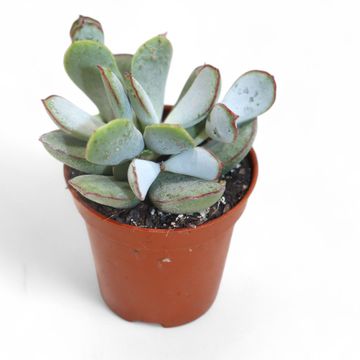 Adromischus 'Chocolyne'