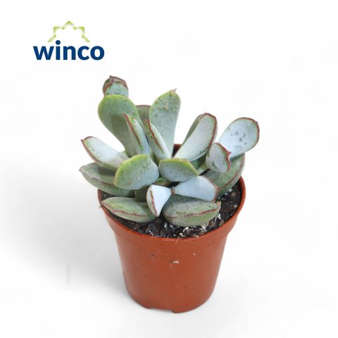 Adromischus 'Chocolyne'