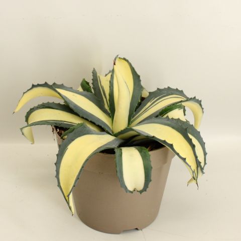 Agave americana 'Mediopicta Aurea'