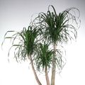 Beaucarnea recurvata