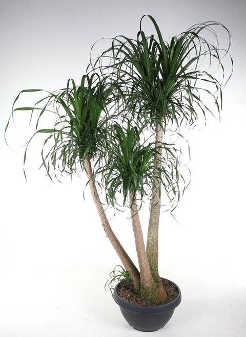 Beaucarnea recurvata